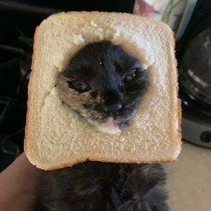 Meet your Posher, Gina